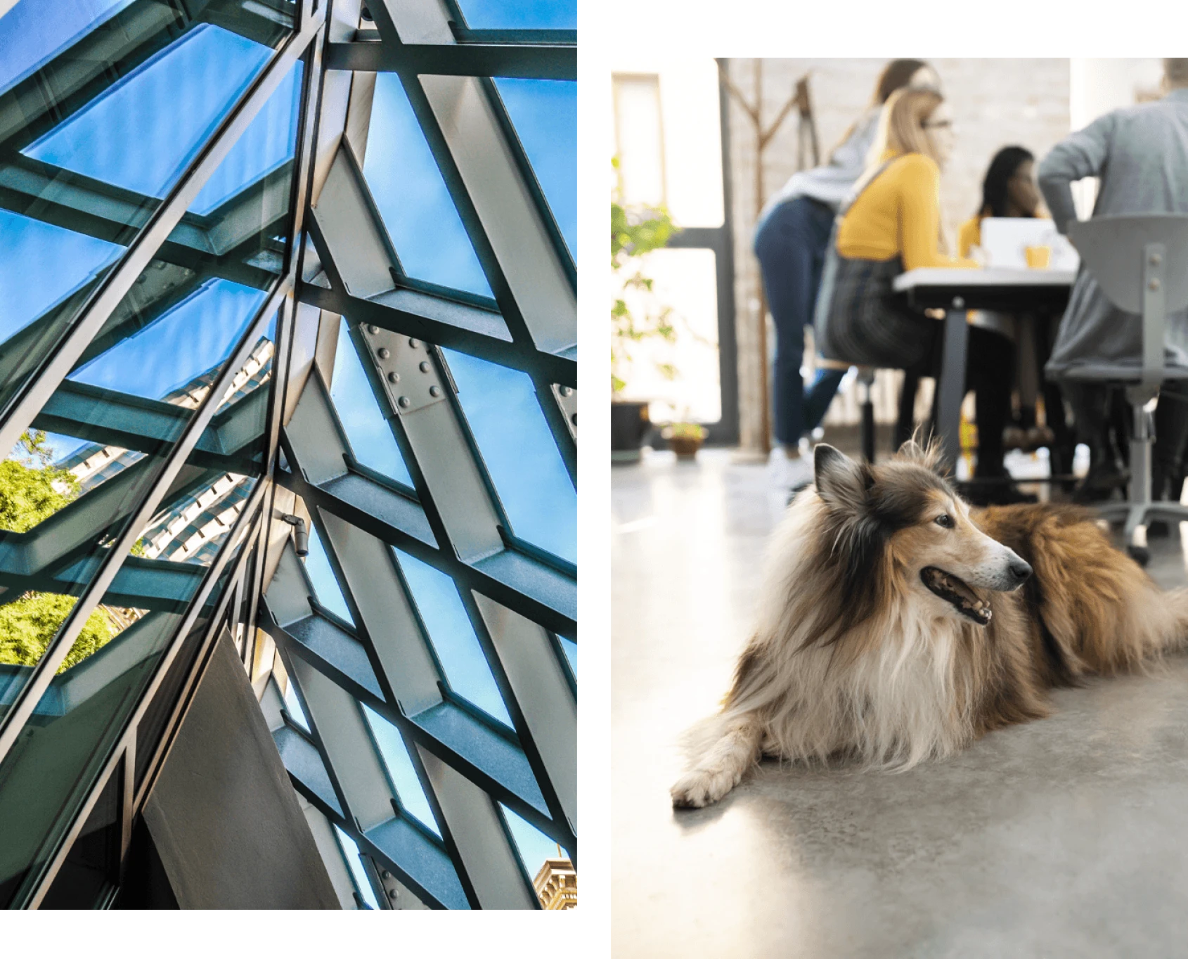 office-dog-and-architecture