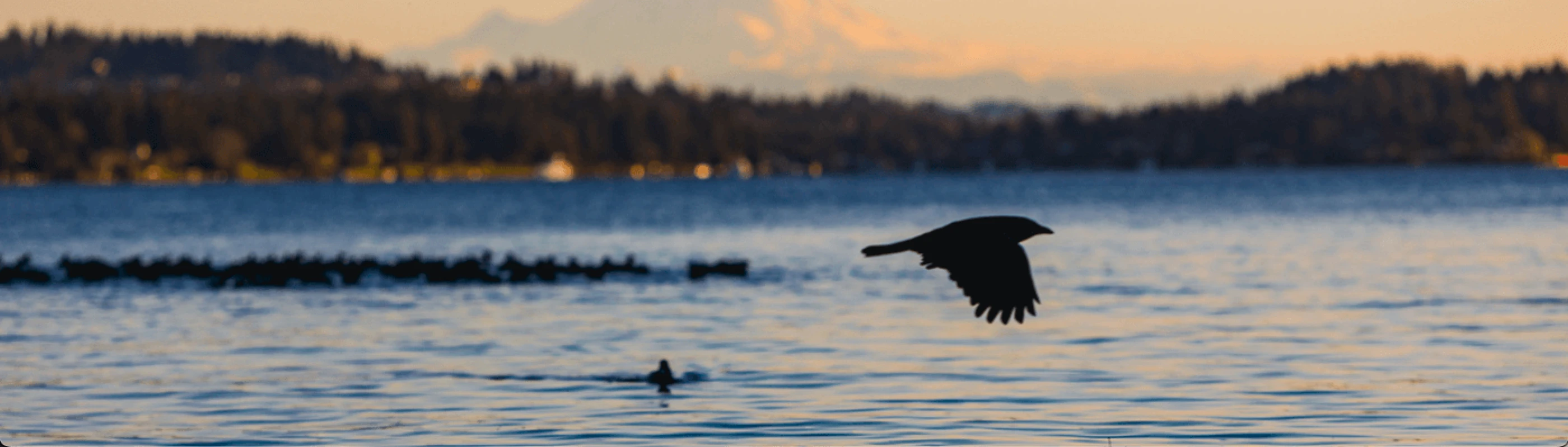 birds